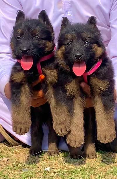 German Shepherd  puppies long cot 03186176381 WhatsApp