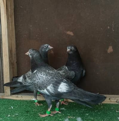 top quality pigeons