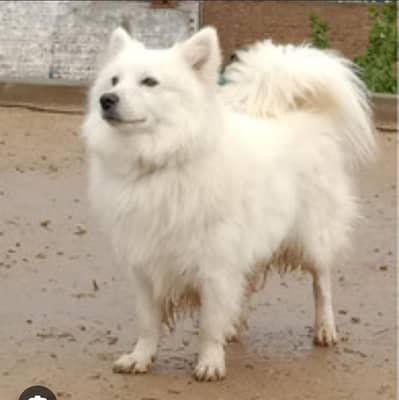 Samoyed Russian male