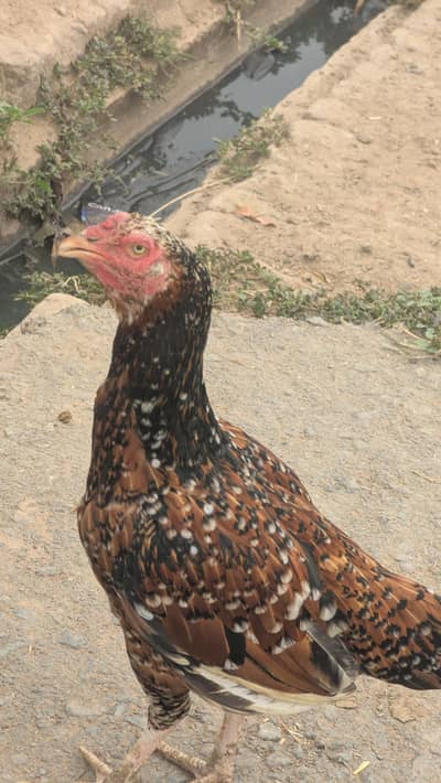 Aseel hen
