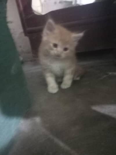 Persian cats