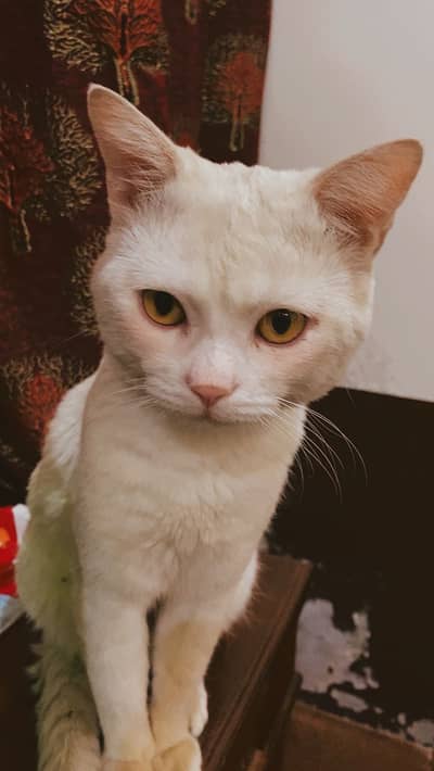 Beautiful White Cat for Loving Home