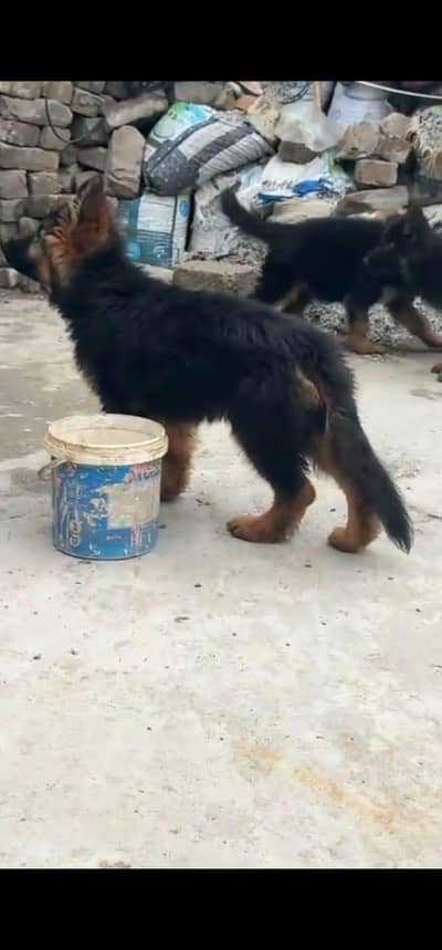 German Shepherd  puppies long cot 03186176381 WhatsApp