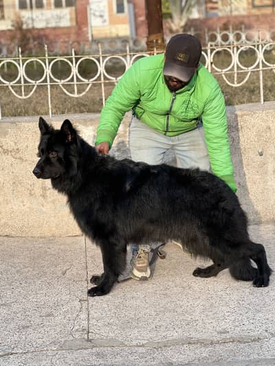 Black german shepherd pedigree