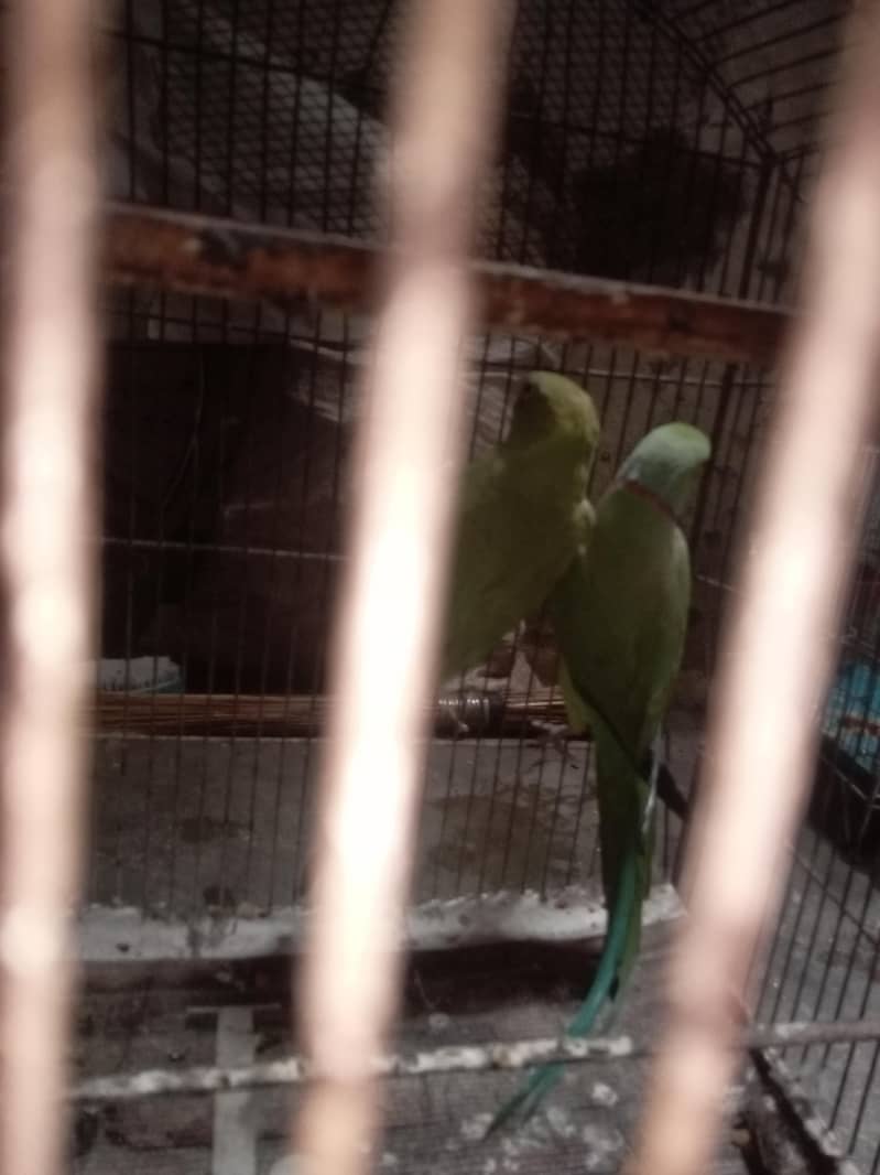 green pair 1