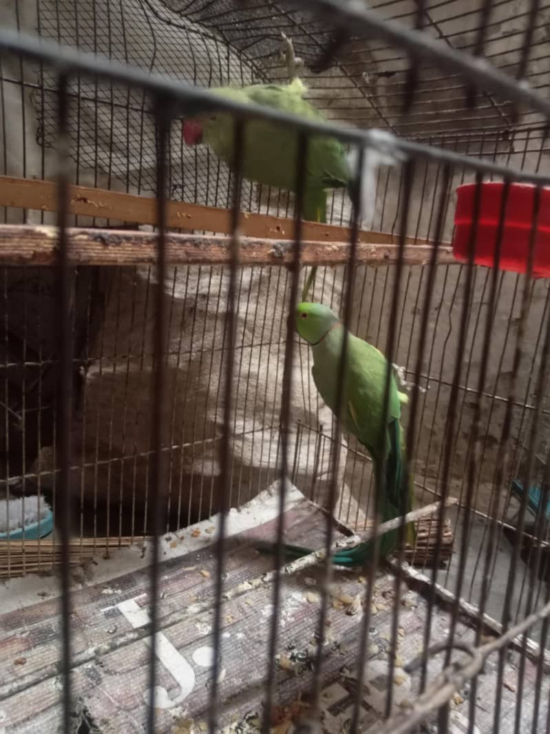 green pair 3