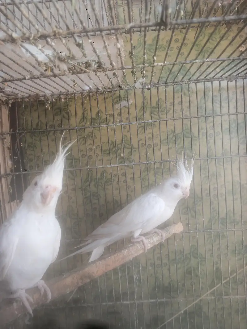 parrots