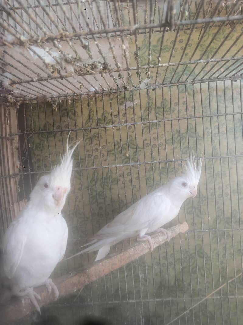 parrots 1