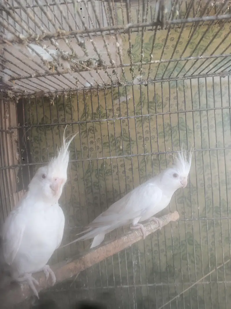 parrots — photo 2