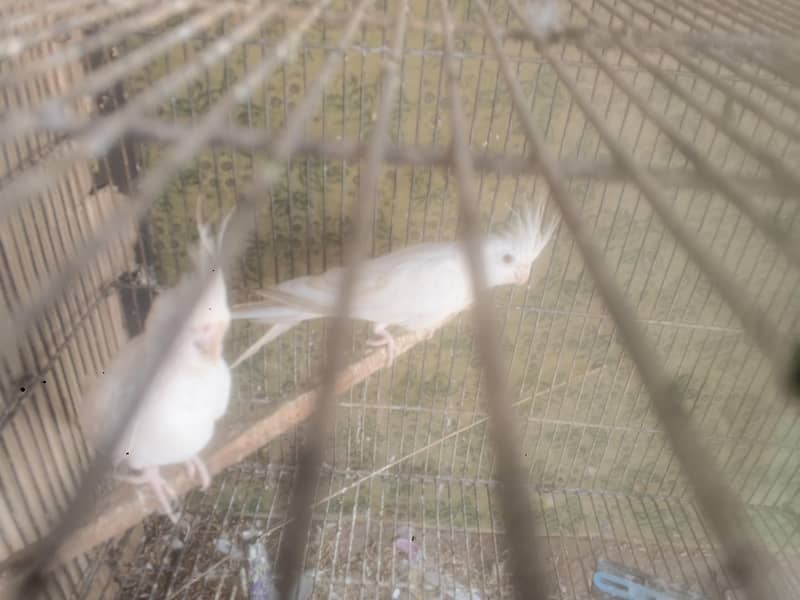 parrots 2