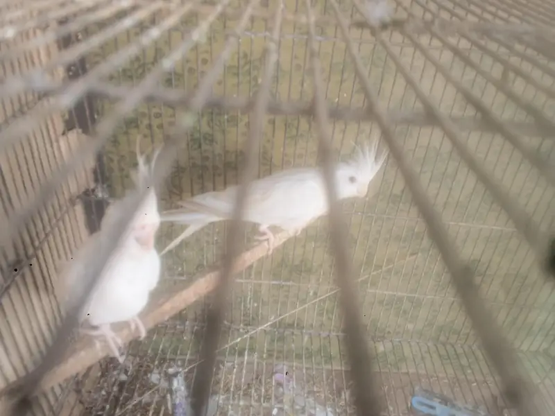parrots — photo 3