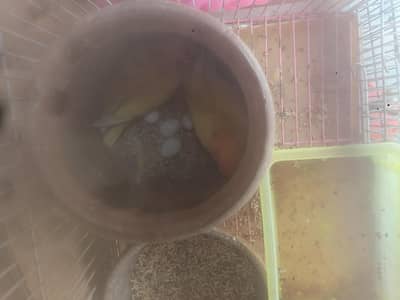 parrots