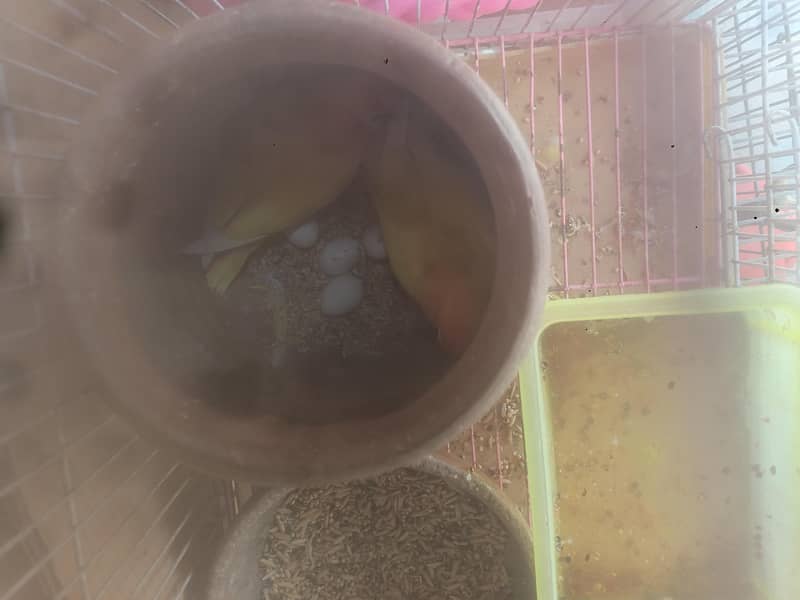 parrots 3