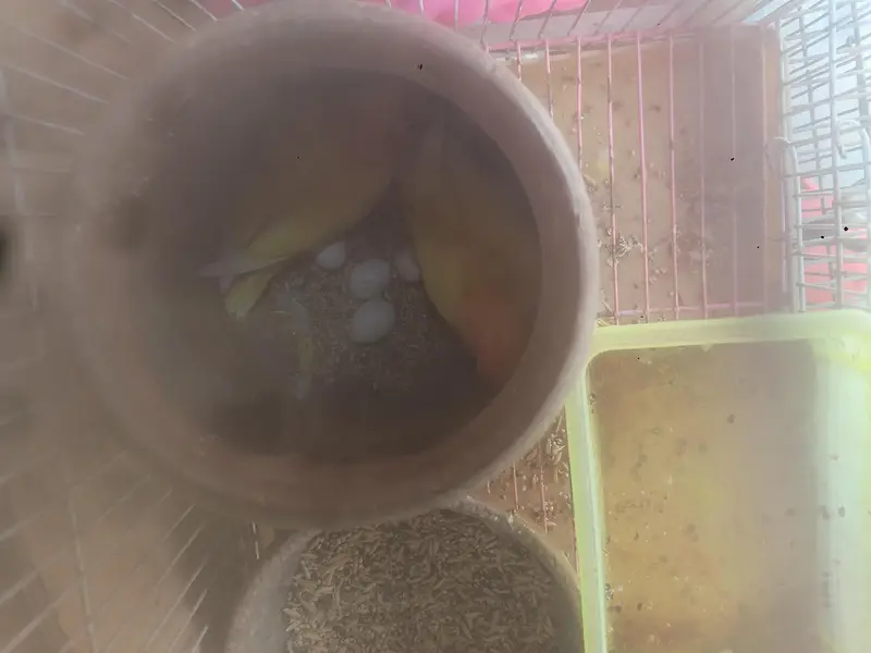 parrots — photo 4