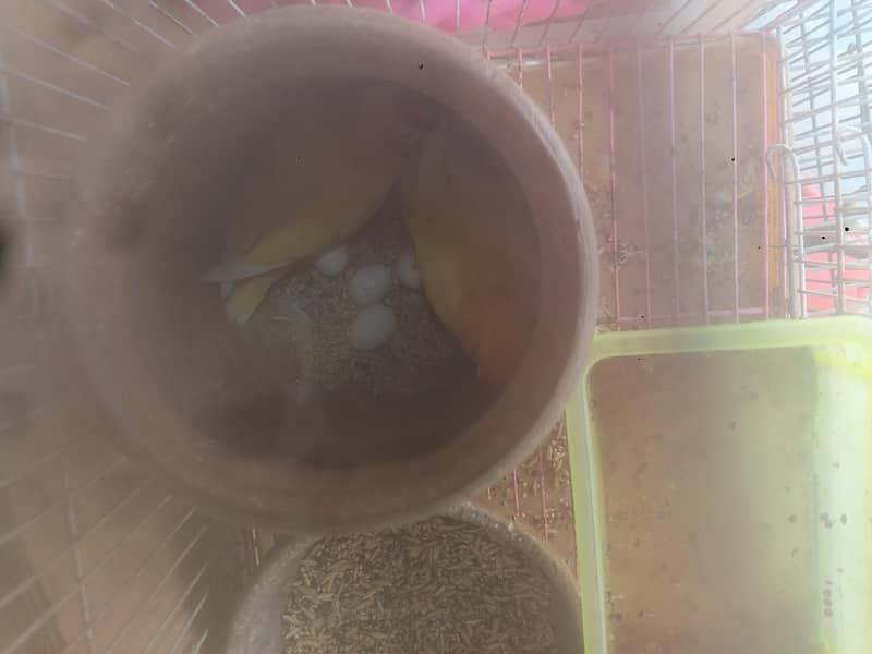 parrots 4