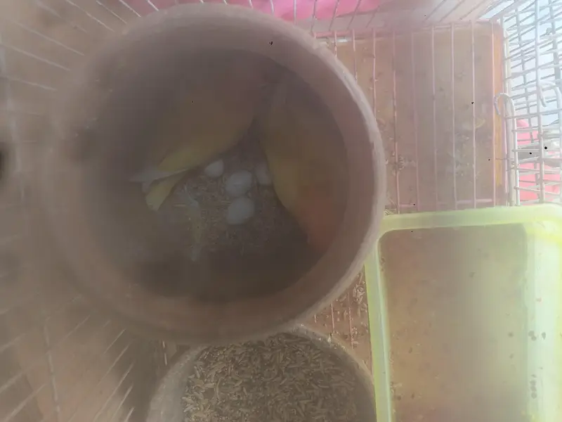 parrots — photo 5