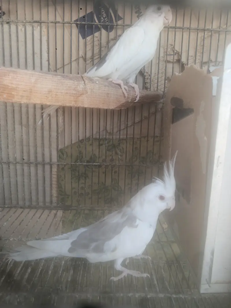 parrots — photo 6
