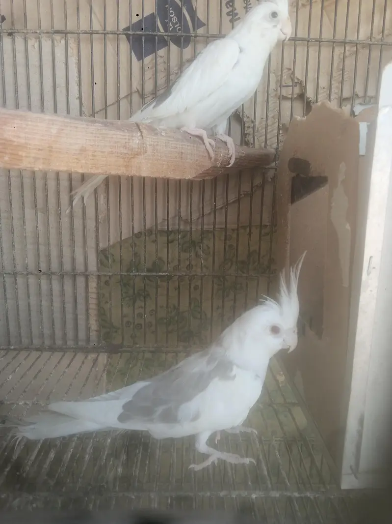 parrots — photo 7