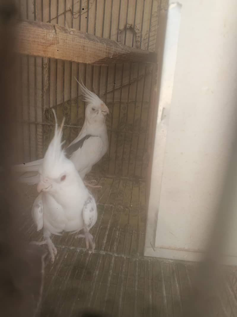 parrots 7