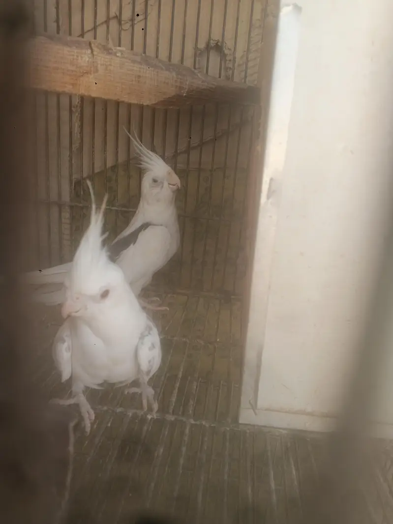 parrots — photo 8