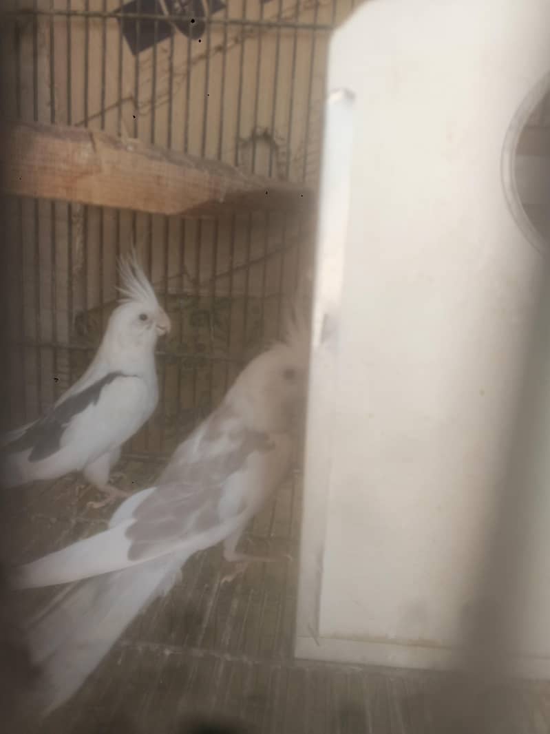 parrots 8