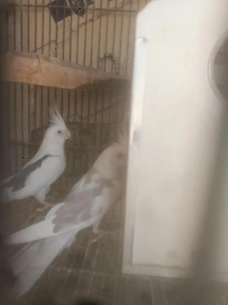parrots — photo 9