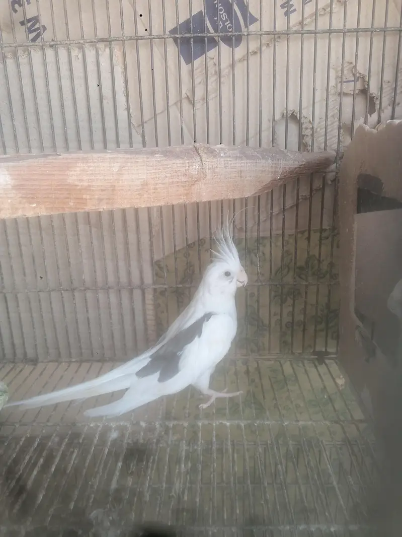parrots — photo 10