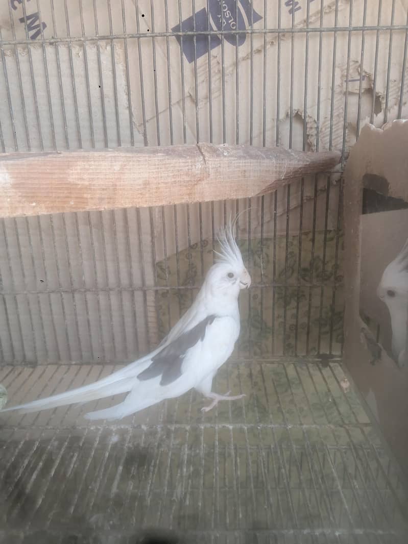 parrots 10