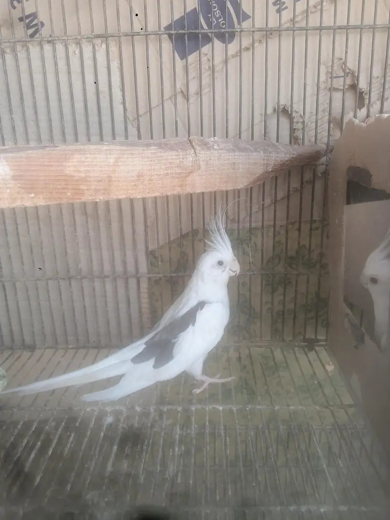 parrots — photo 11
