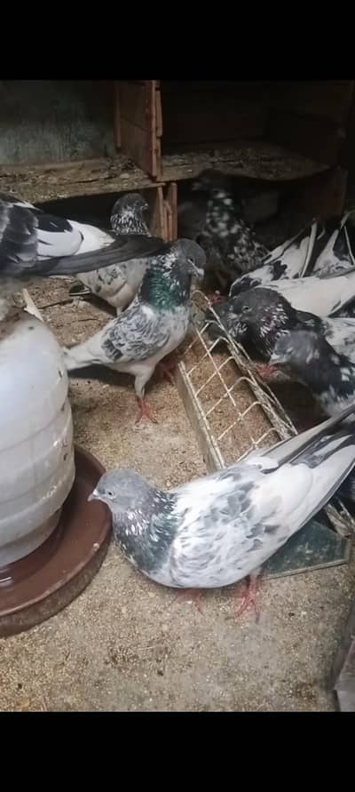 sell purchase kabli kabuhtar