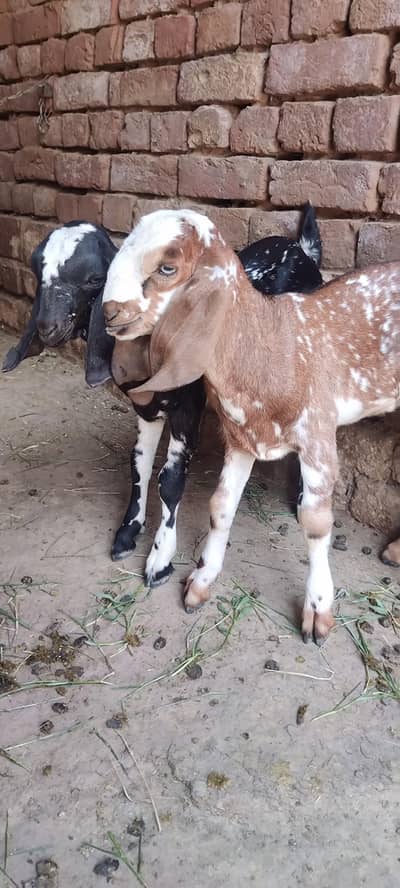 some gaots for sale