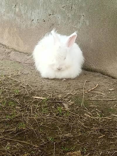 ANGOORA WHITE RABBITS
