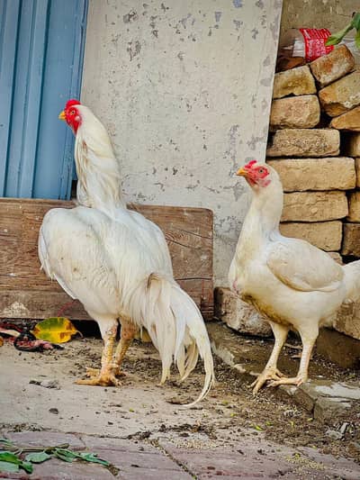 white Asil pair heera