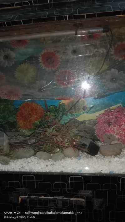 fish aquarium