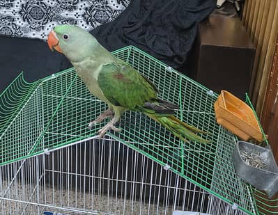 kashmiri raw parrot baby