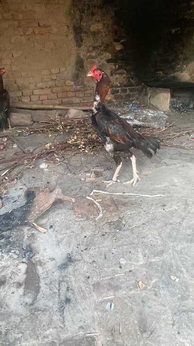 Home breed aseel murga