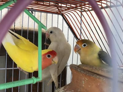 Love birds & finch urgent sale with cage