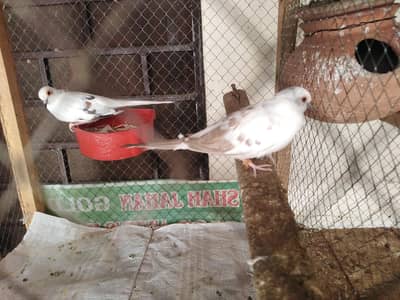 Diamond Dove