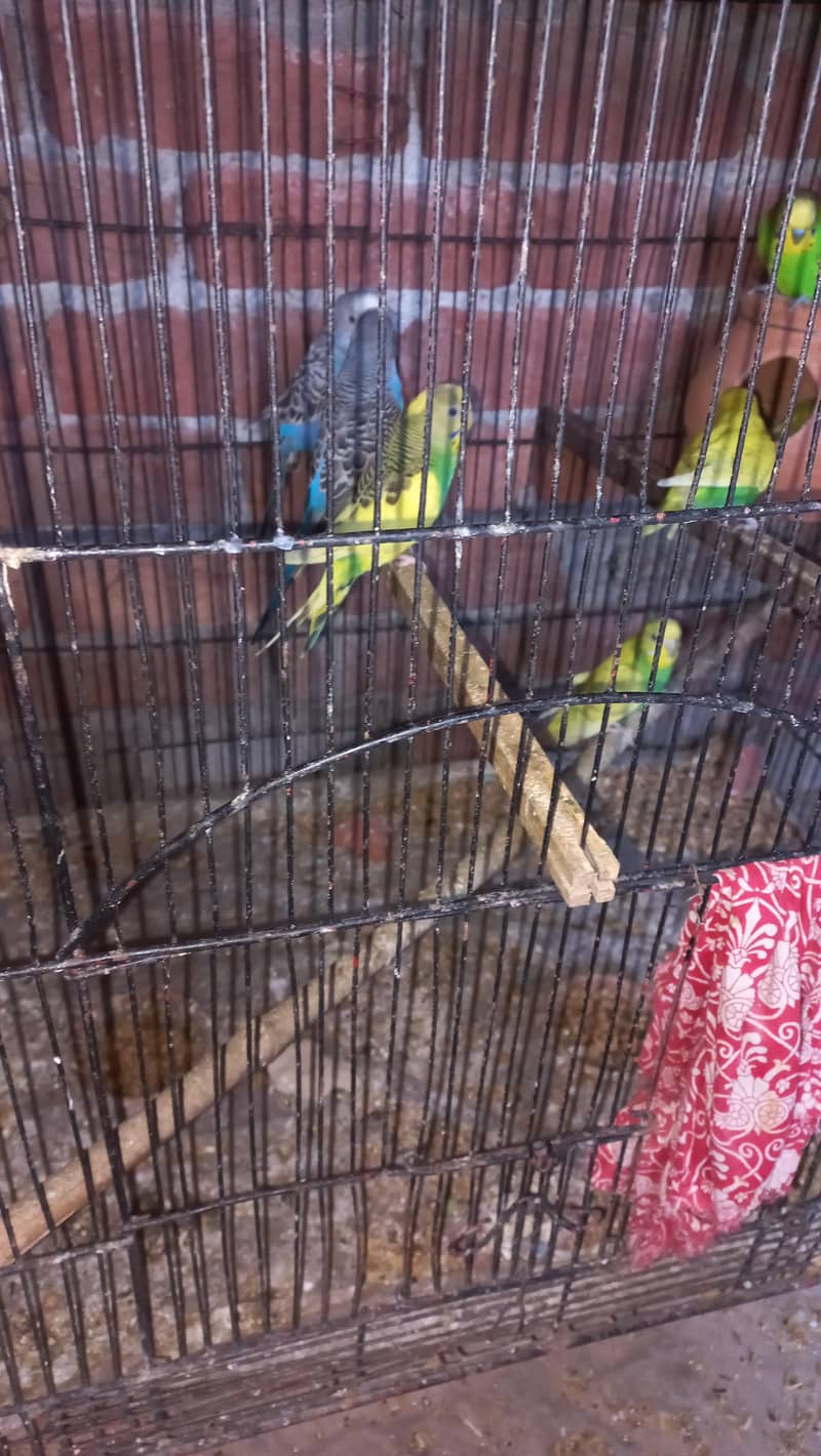budgie 1