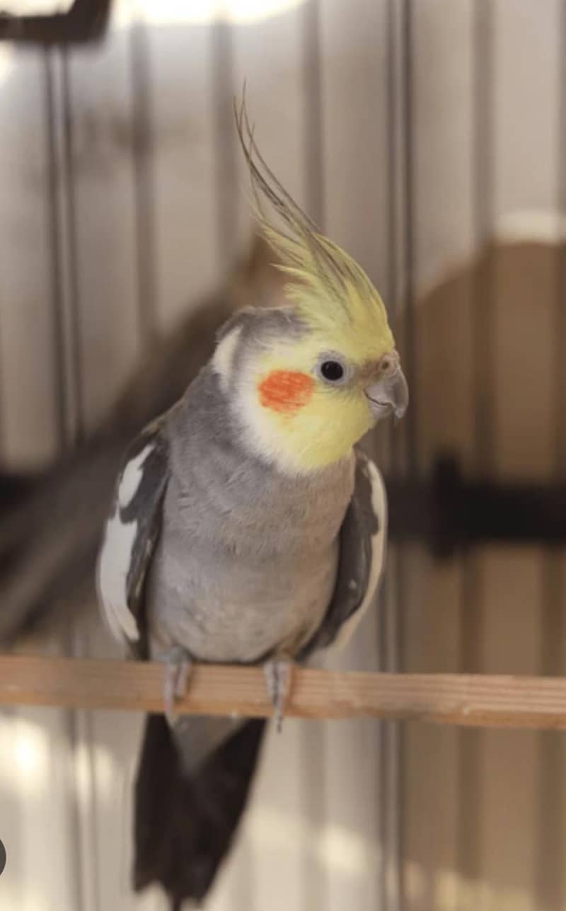 budgie 2