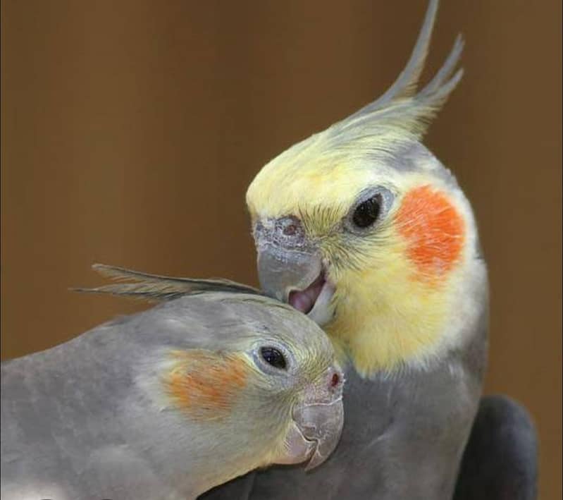 budgie 3