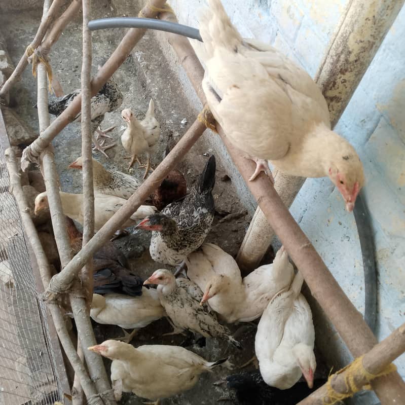 chickens  0