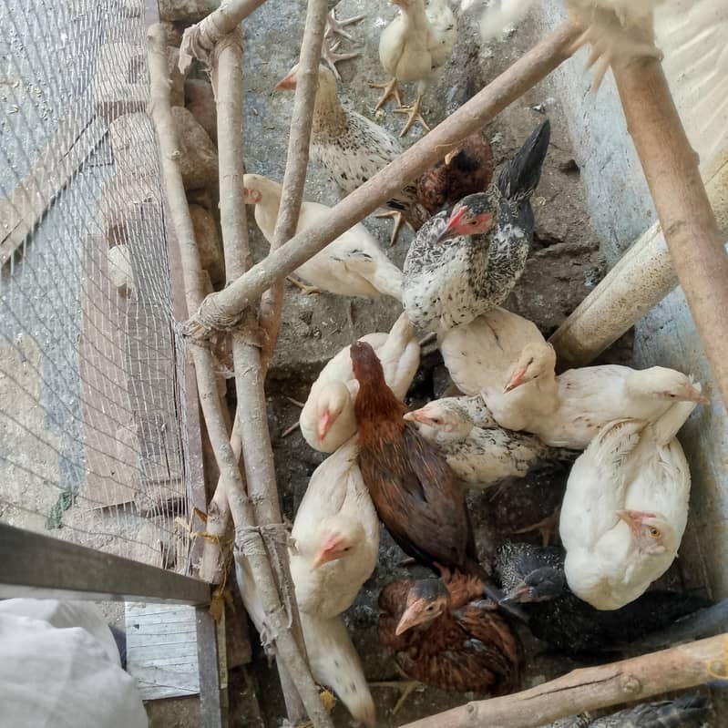 chickens  1