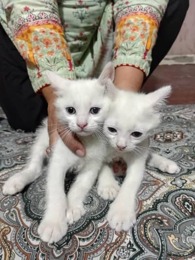 Persian cat kitten Available