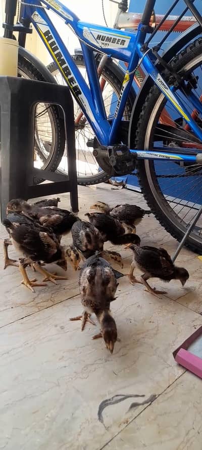 9 High quality aseel chicks