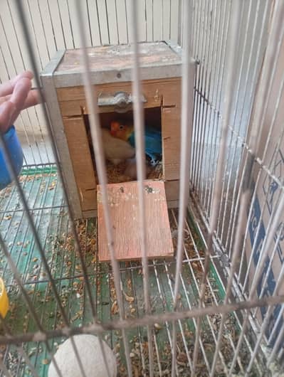 Love Birds Pair with Baby For Sale