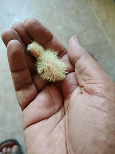 cocktiel chicks for sale.