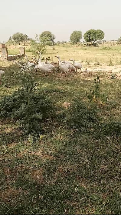 ducks Rawalpindi