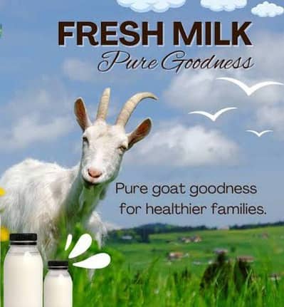 pure goat milk