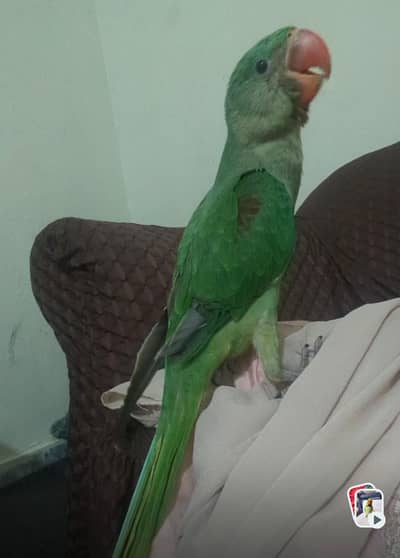 Raw parrot